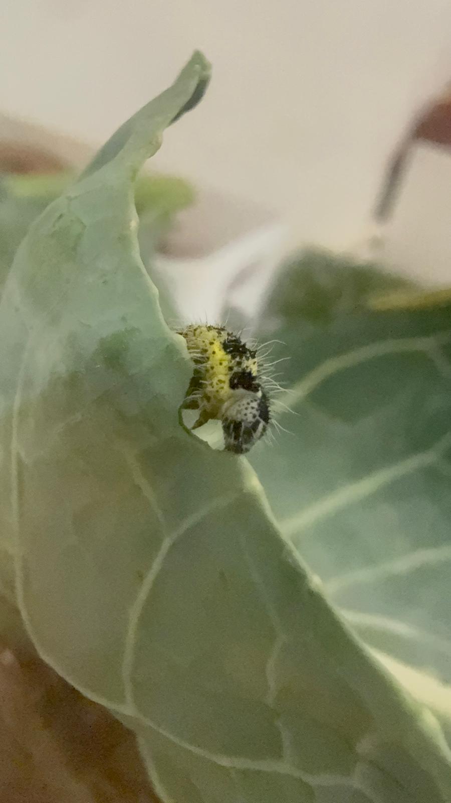 WhatsApp Image 2025-12-16 at 16.16.33