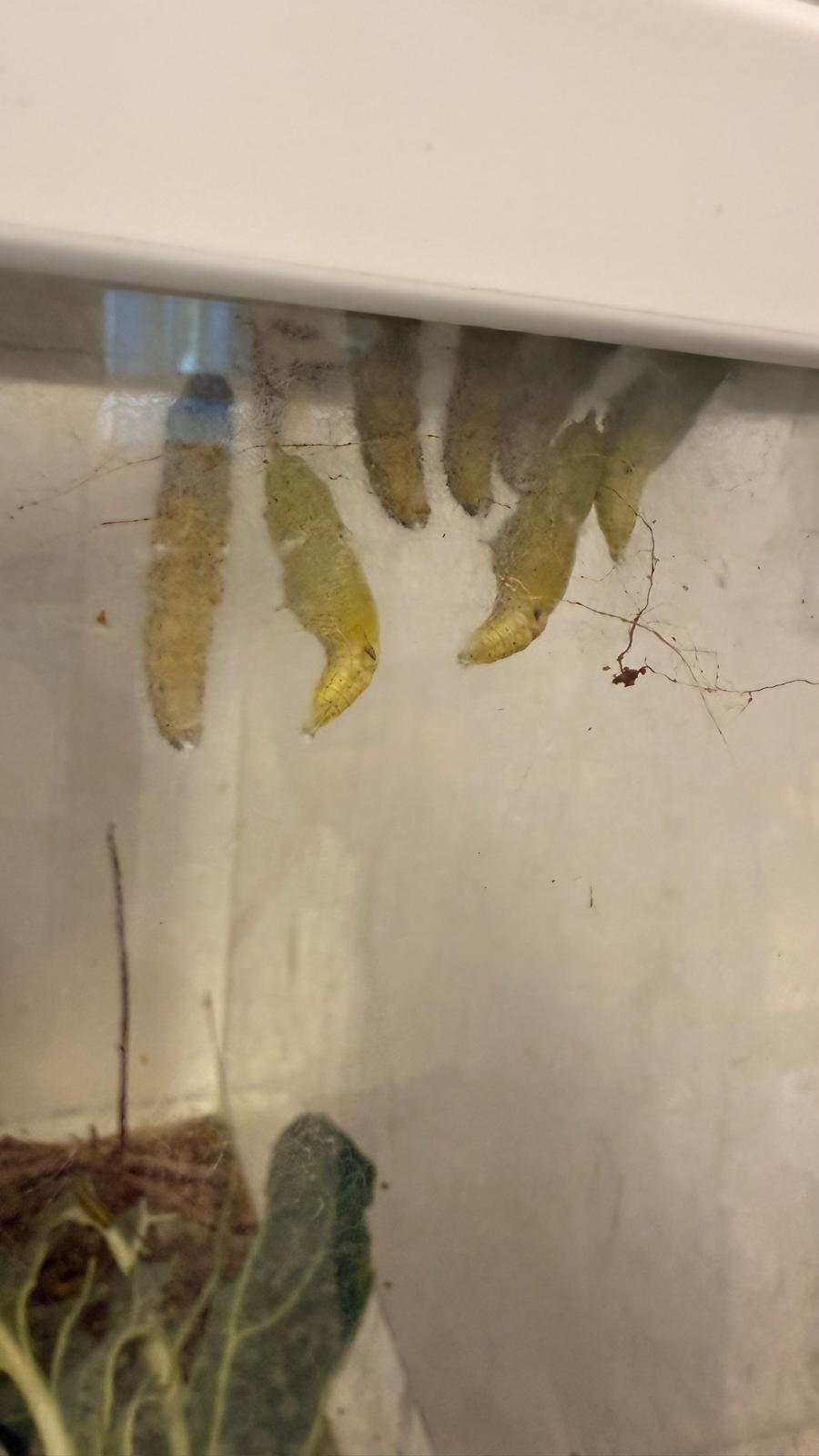 WhatsApp Image 2025-12-16 at 16.17.15