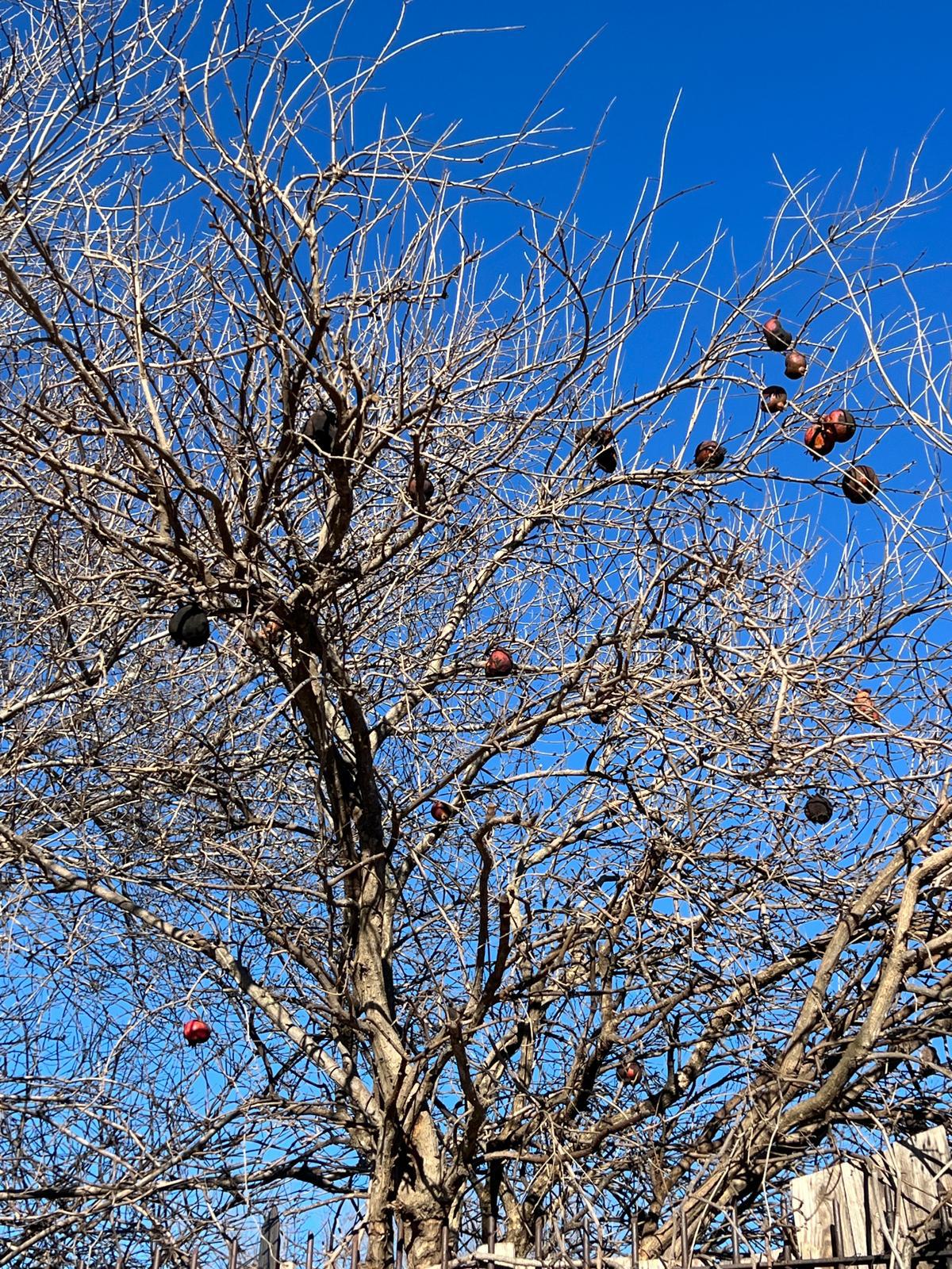 WhatsApp Image 2026-02-12 at 17.42.48 (3)