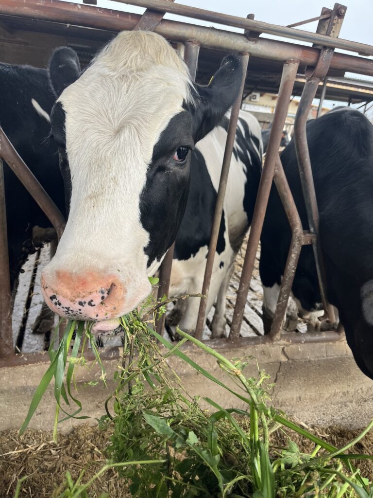 Excursió a la Granja, Infantil 4.
