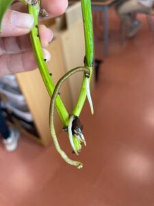 Esqueix després d'un mes. Ja ha fet arrels