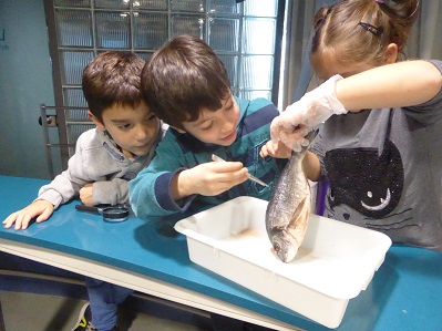 Mirem l'aleta dorsal