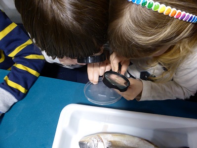 Observem les escates del peix