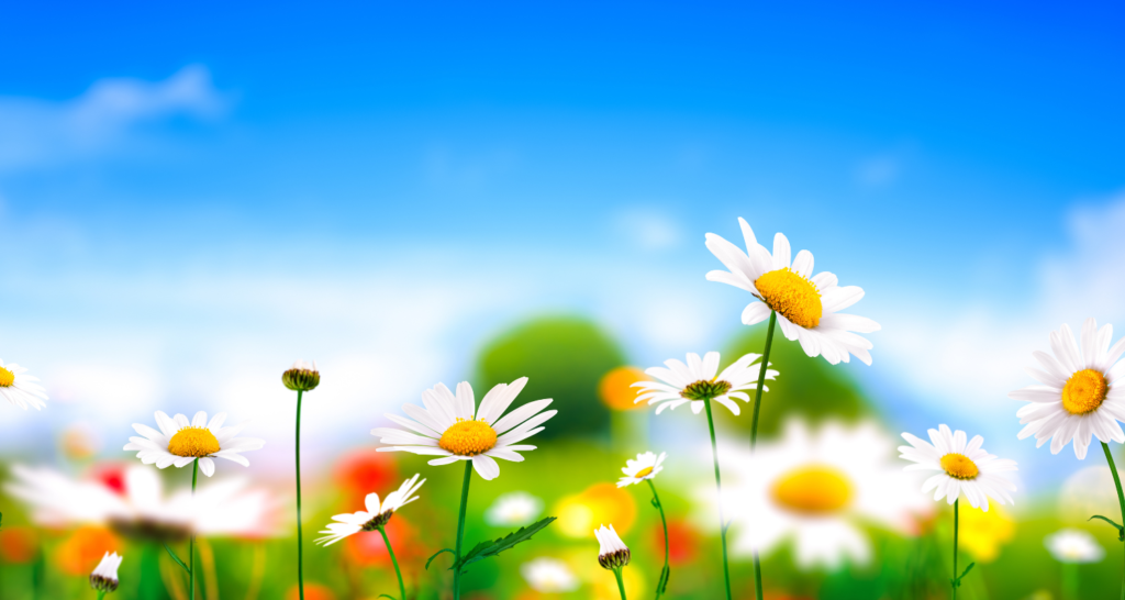 primavera