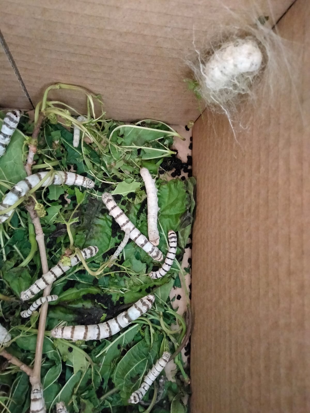 c91877ce-3fa6-45f0-876c-e99f6e4b8215