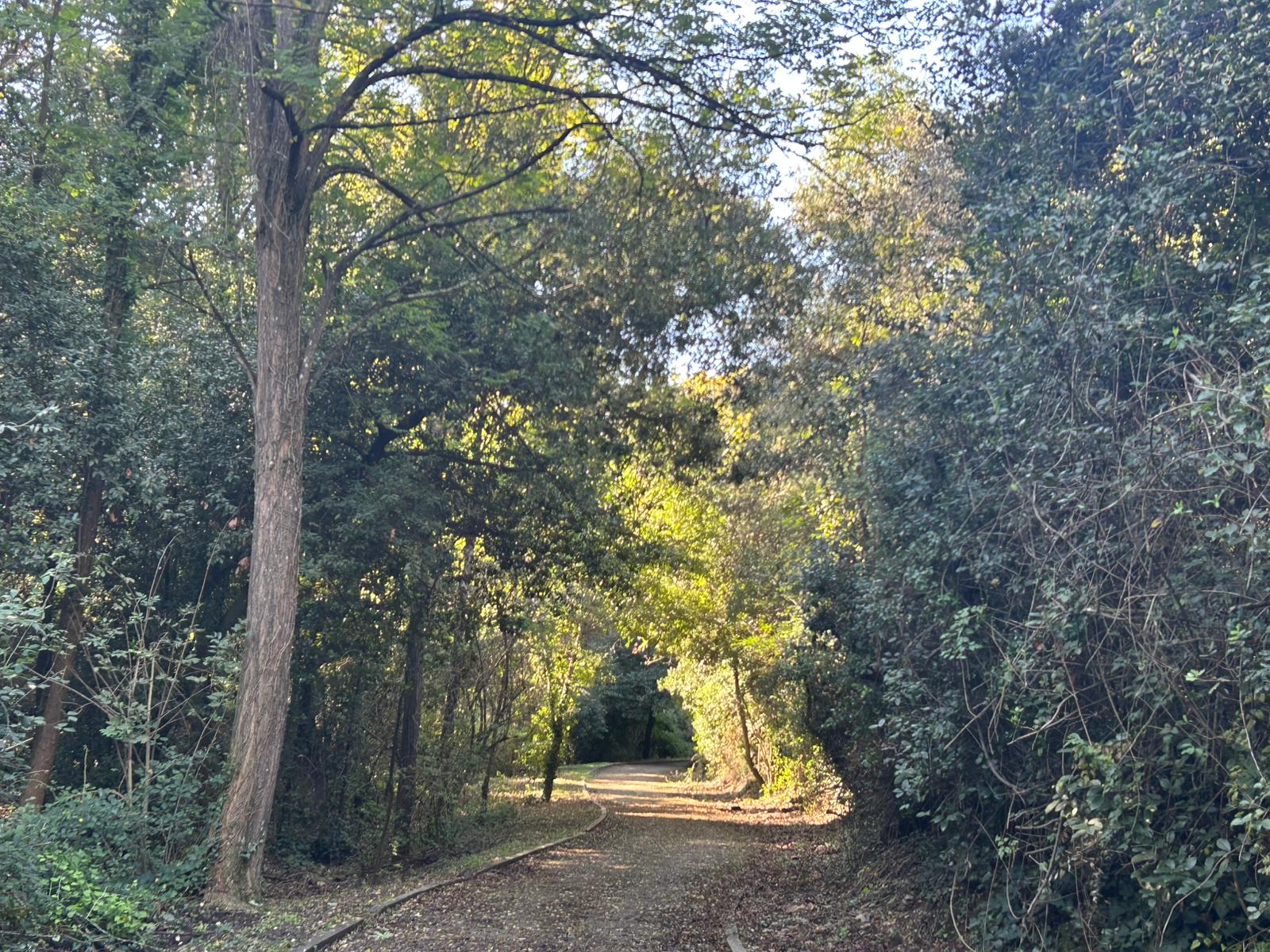 Collserola 2n B (25)