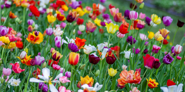 flores-de-primavera-principal