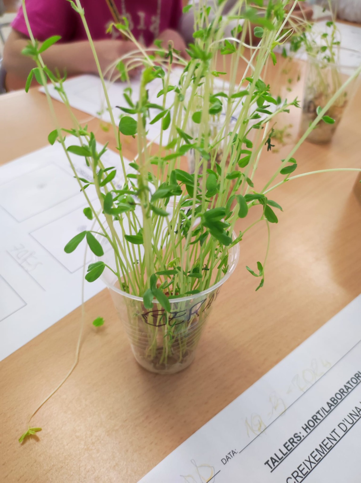 WhatsApp Image 2026-04-13 at 09.08.22 (8)