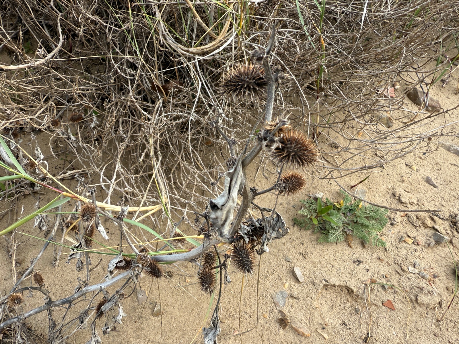 WhatsApp Image 2025-10-30 at 16.17.13 (7)