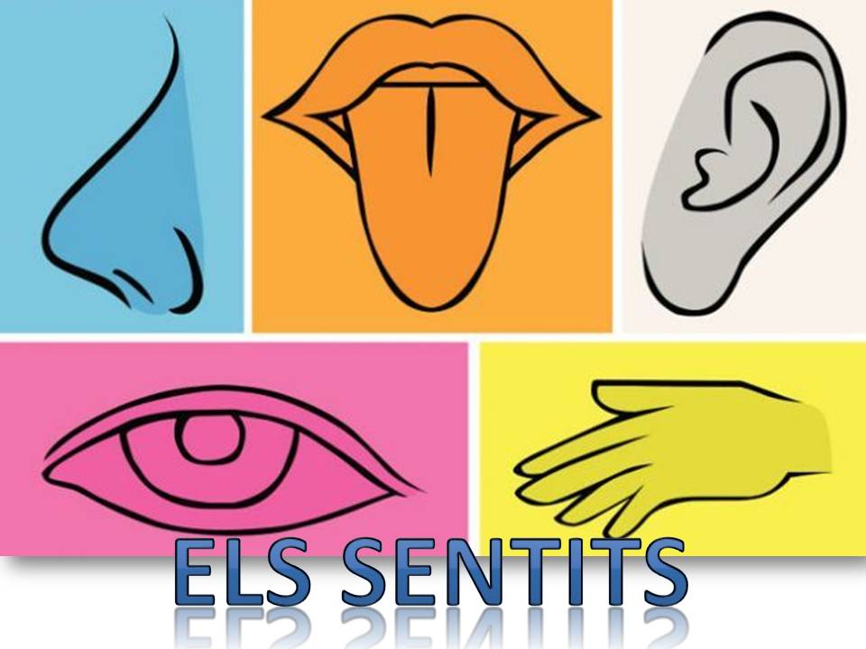 ELS 5 SENTITS A L’HORA DE MENJAR | Institut Escola Pere Viver