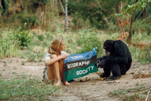 I3_Jane Goodall