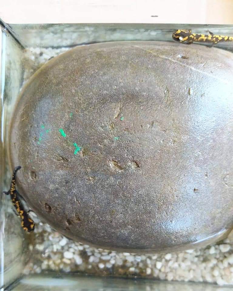 FB_IMG_1621570633911