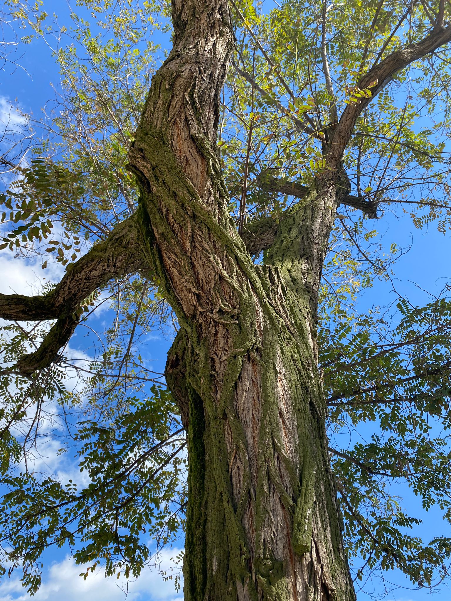 WhatsApp Image 2024-10-08 at 18.06.08 (1)