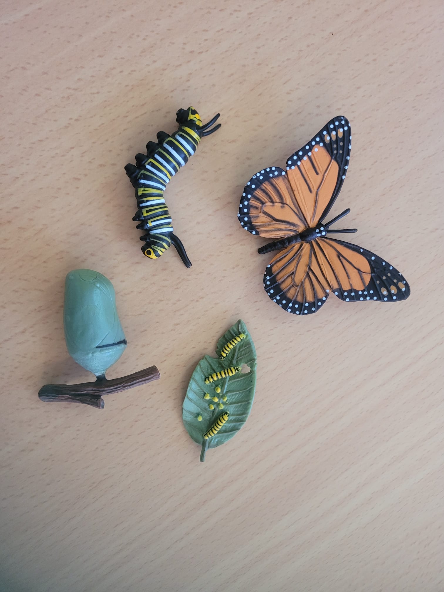 WhatsApp Image 2025-01-19 at 14.11.37