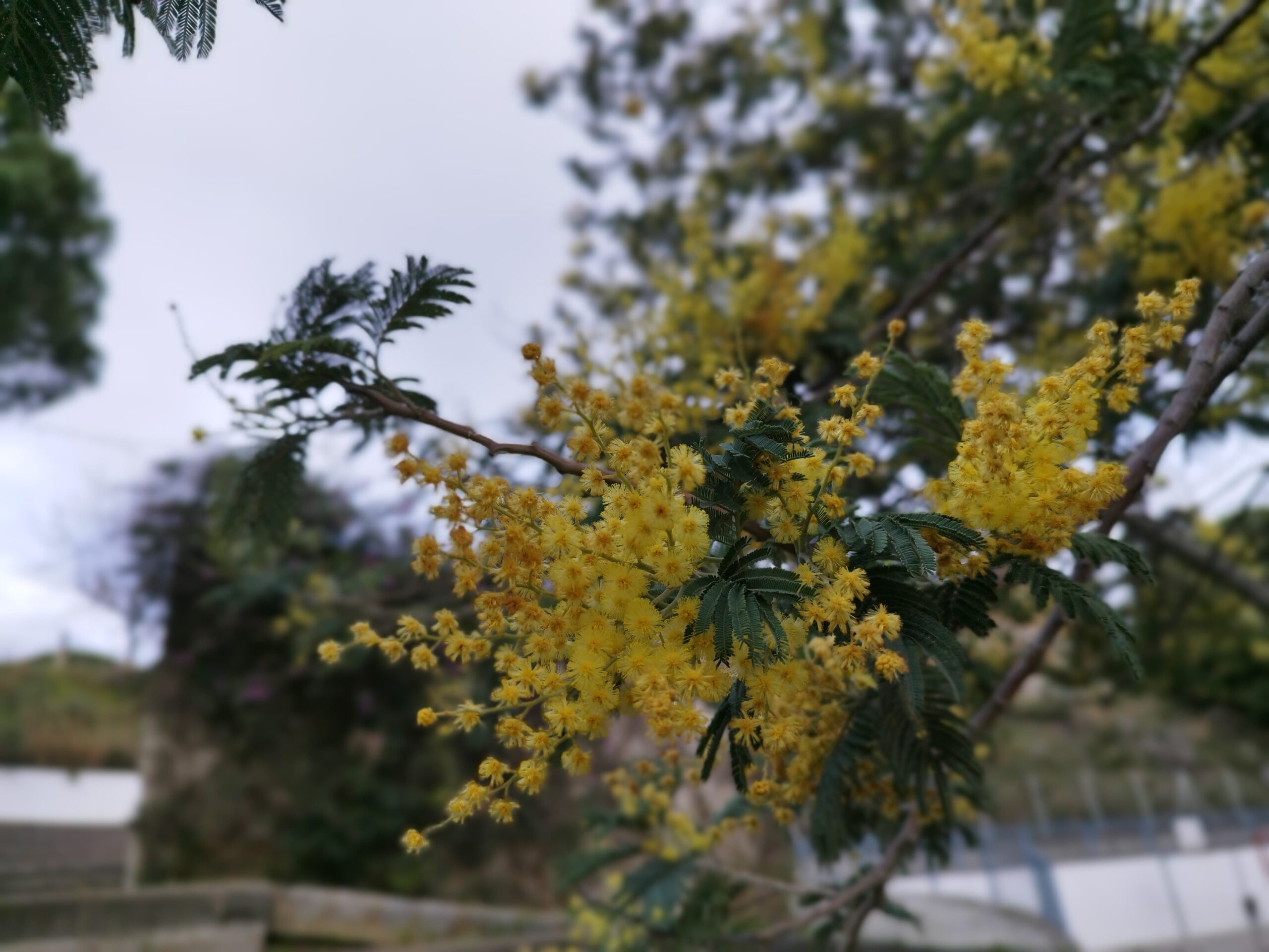 WhatsApp Image 2025-03-14 at 12.48.52