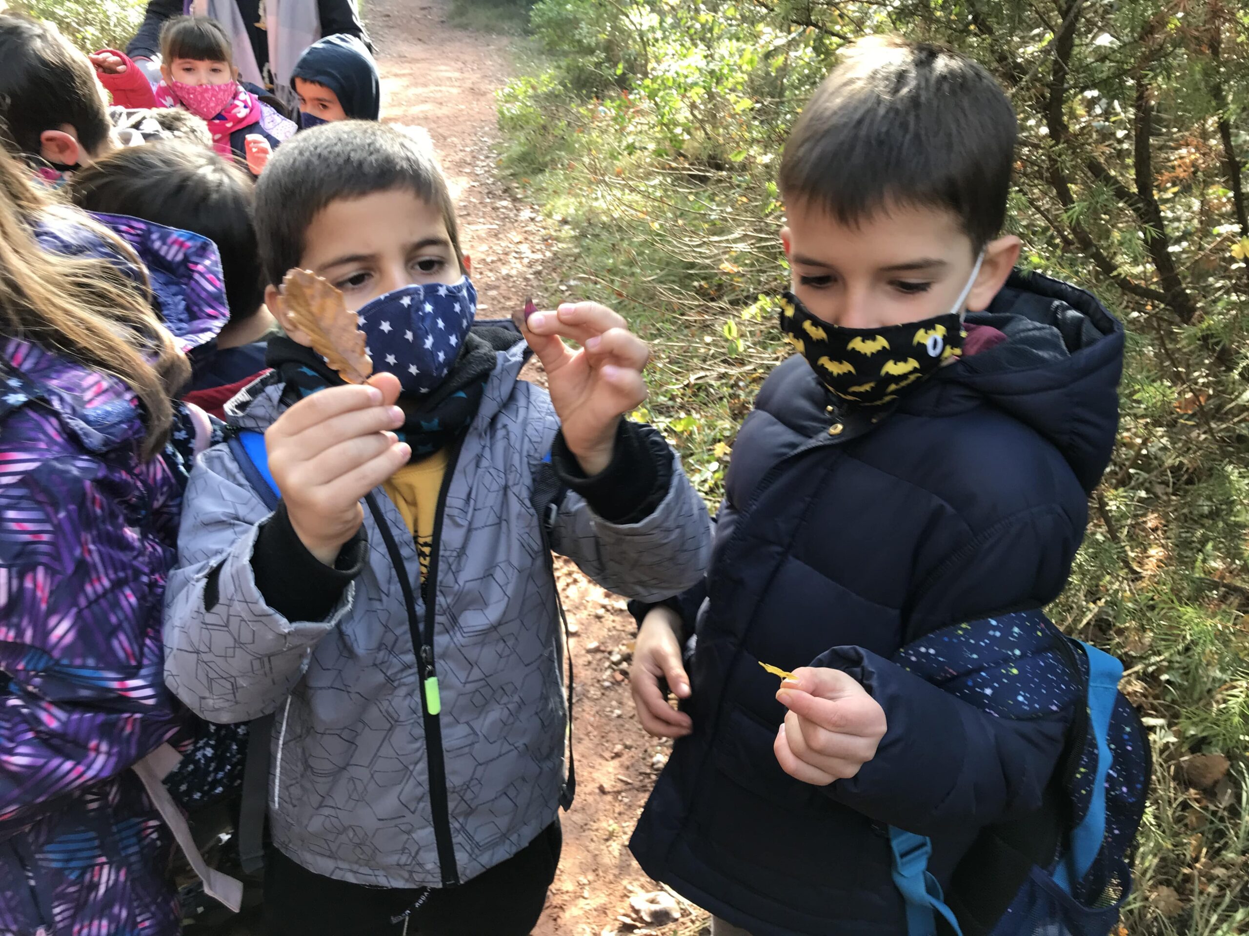 Bosc de la tardor 1rB