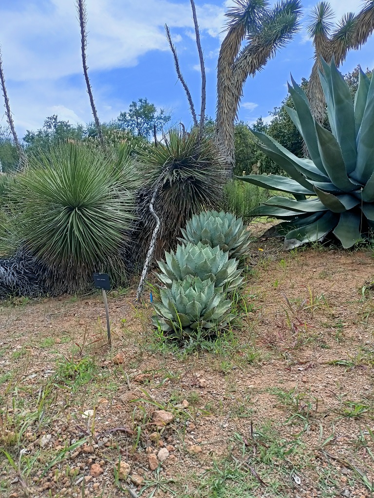 IMG20260518112048