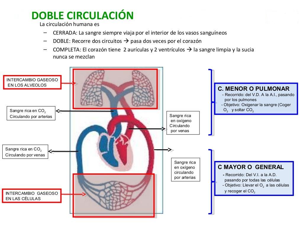 doble circulación