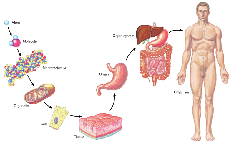 nivells_organitzacio