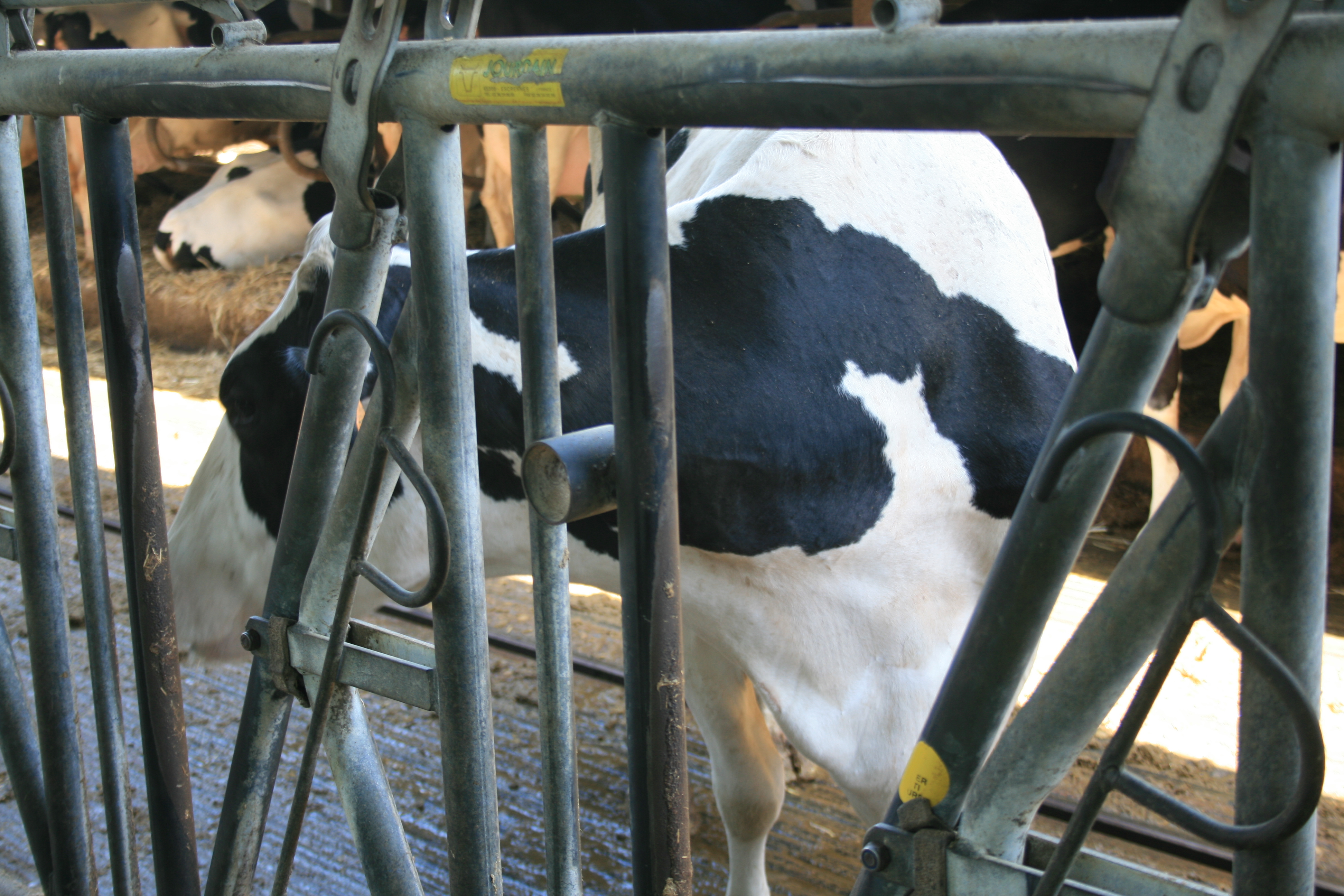 cfa parets - fageda juny 2014 (8)