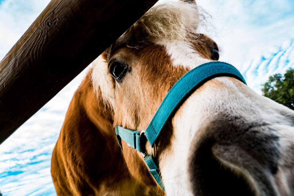 🐮 Propera excursió a la Granja Corral d’en Neri (I2)