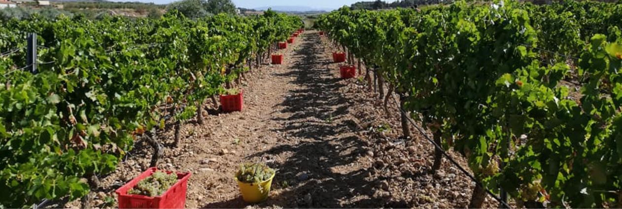 Disseny sense títol (25)