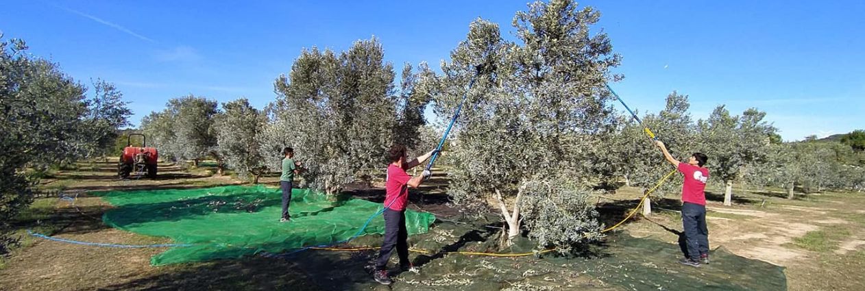 Disseny sense títol (26)