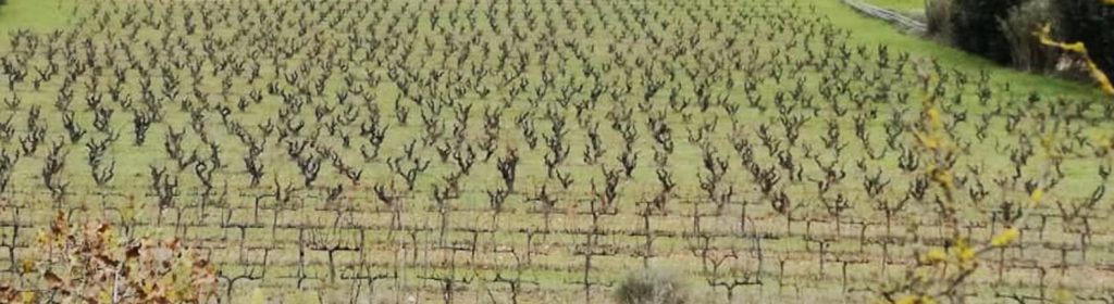 Curs Iniciació a la viticultura ecològica