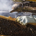 Imatge del programa del curs de com abordar els principals problemes sanitaris en la cria d'abelles