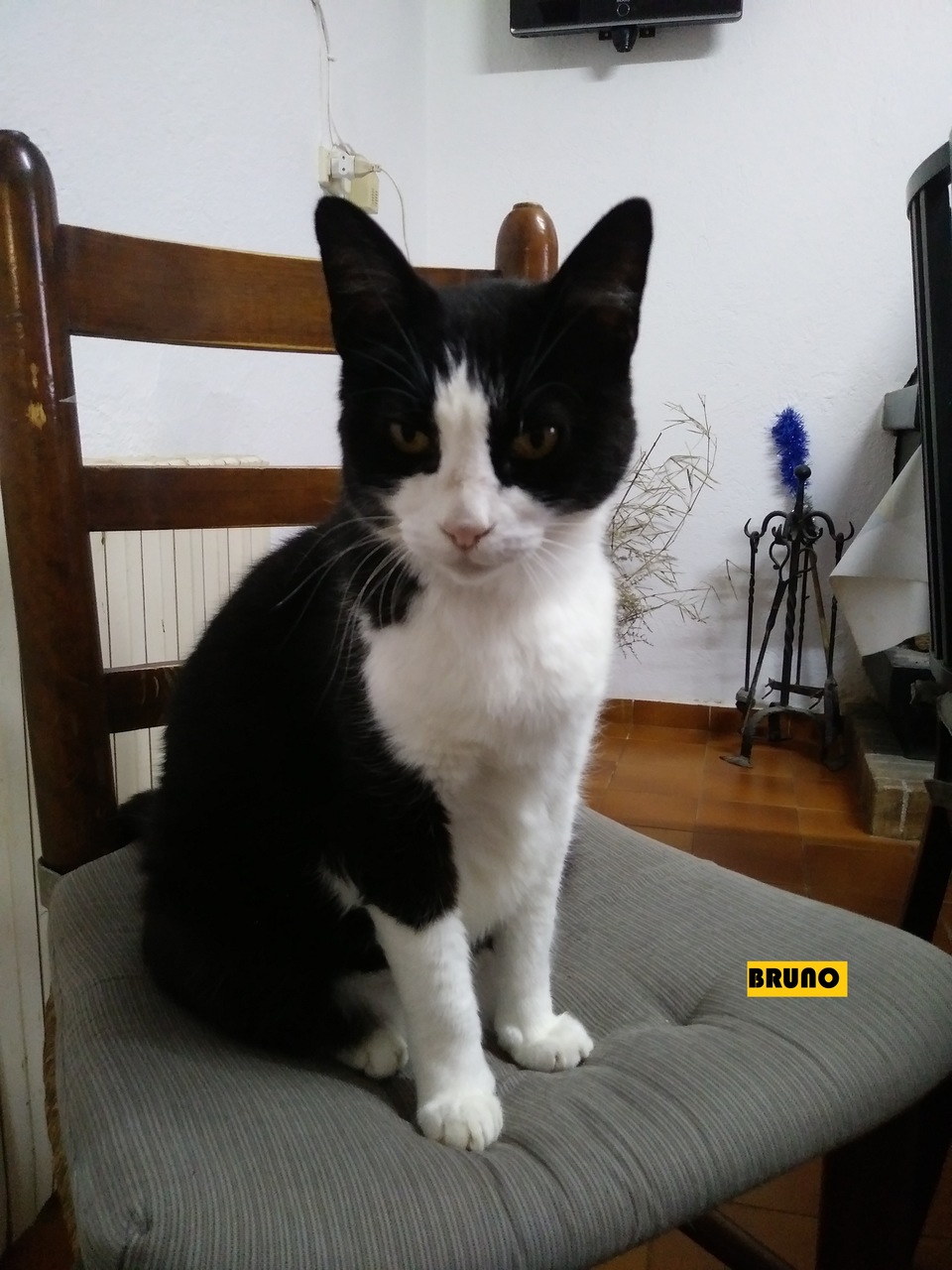 BRUNO-CAT_Easy-Resize.com