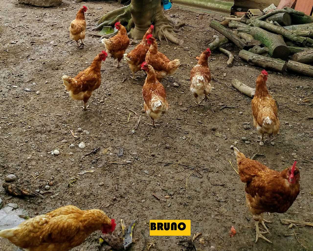 BRUNO-CHICKENS_Easy-Resize.com