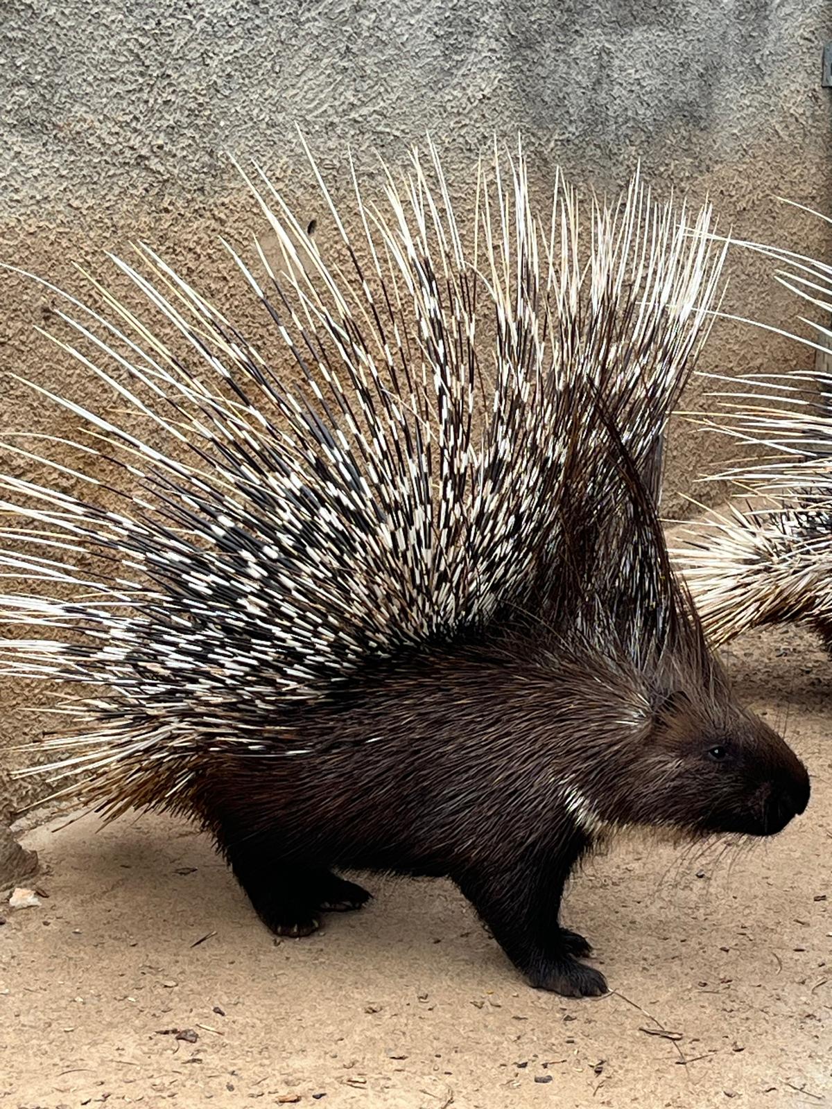 WhatsApp Image 2025-04-09 at 17.15.33