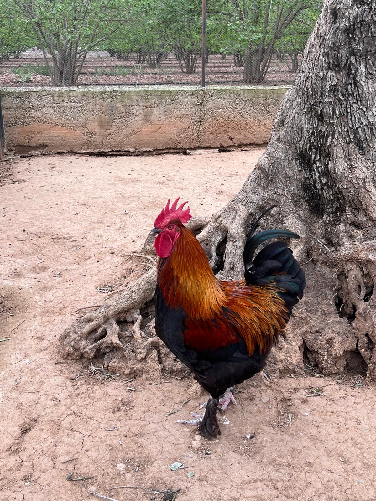 WhatsApp Image 2025-04-09 at 17.16.14 (7)