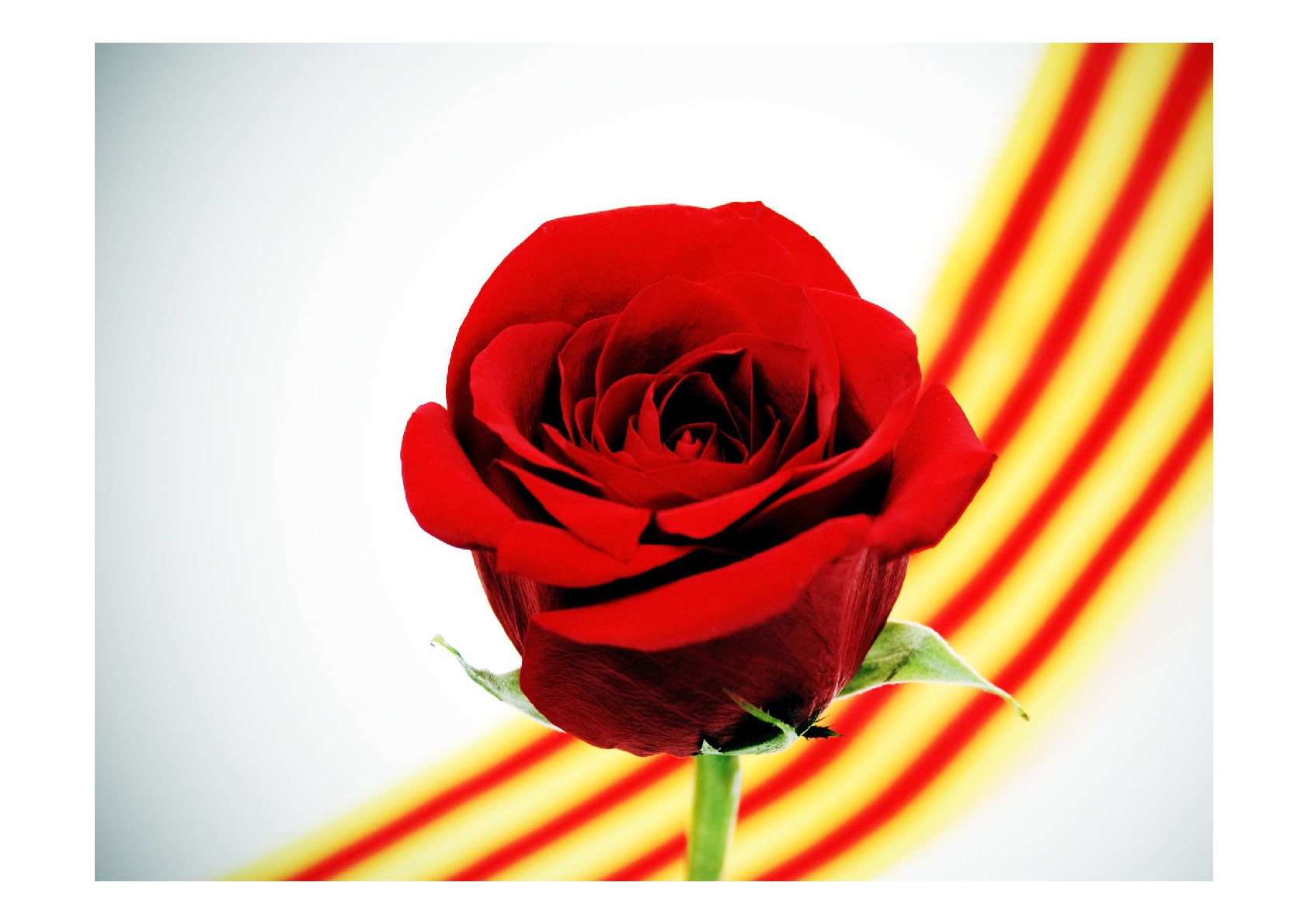 XXVI-JOCS-FLORALS-019