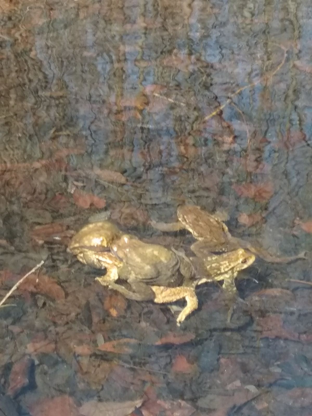 2018-04-06-PHOTO-00000135