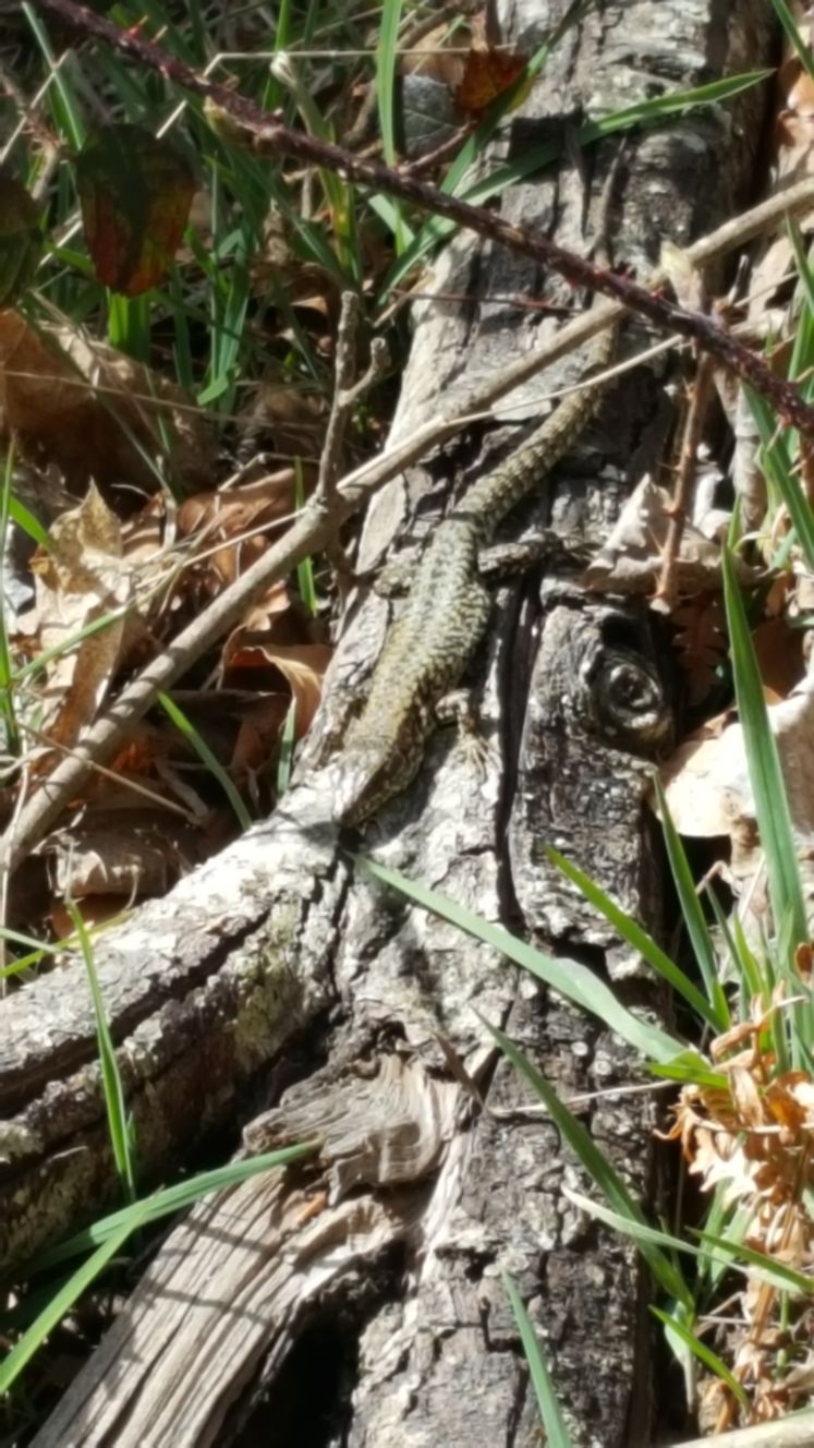 2018-04-07-PHOTO-00001053