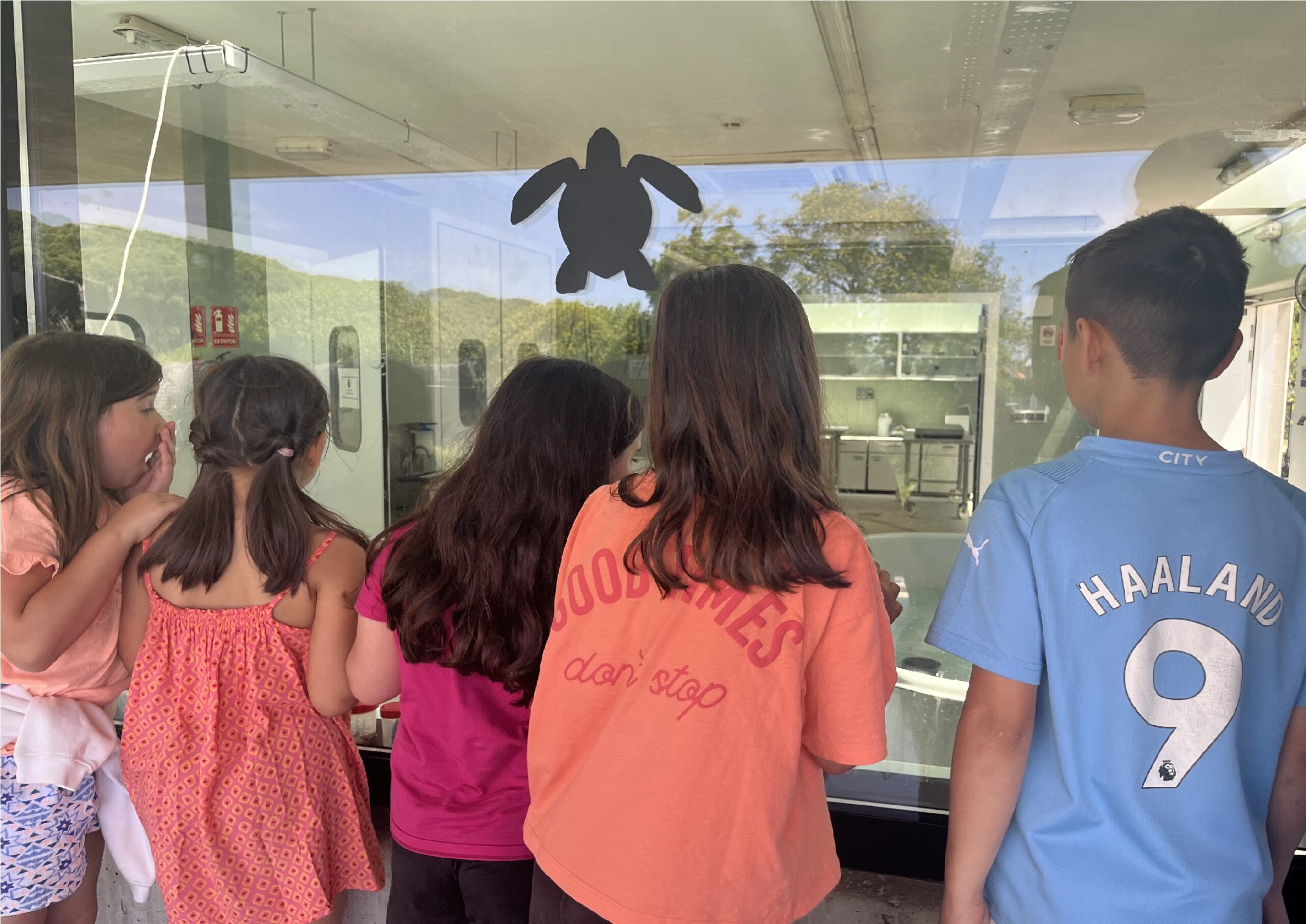 Observem les tortugues que alliberaran