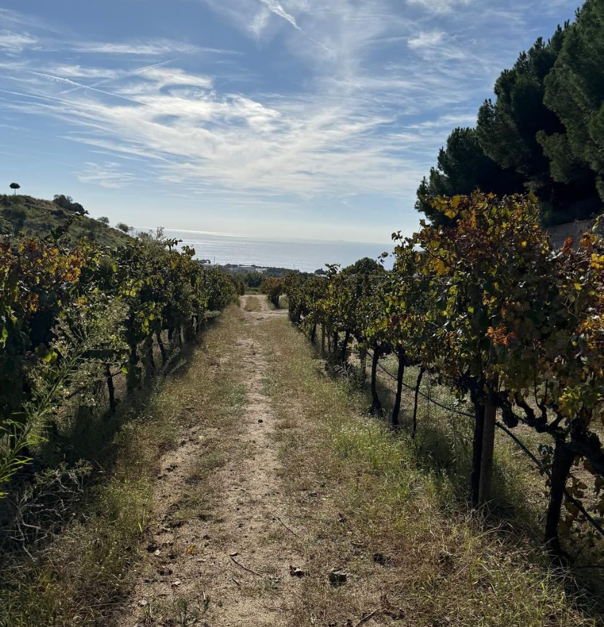 Captura de pantalla 2025-12-05 115118