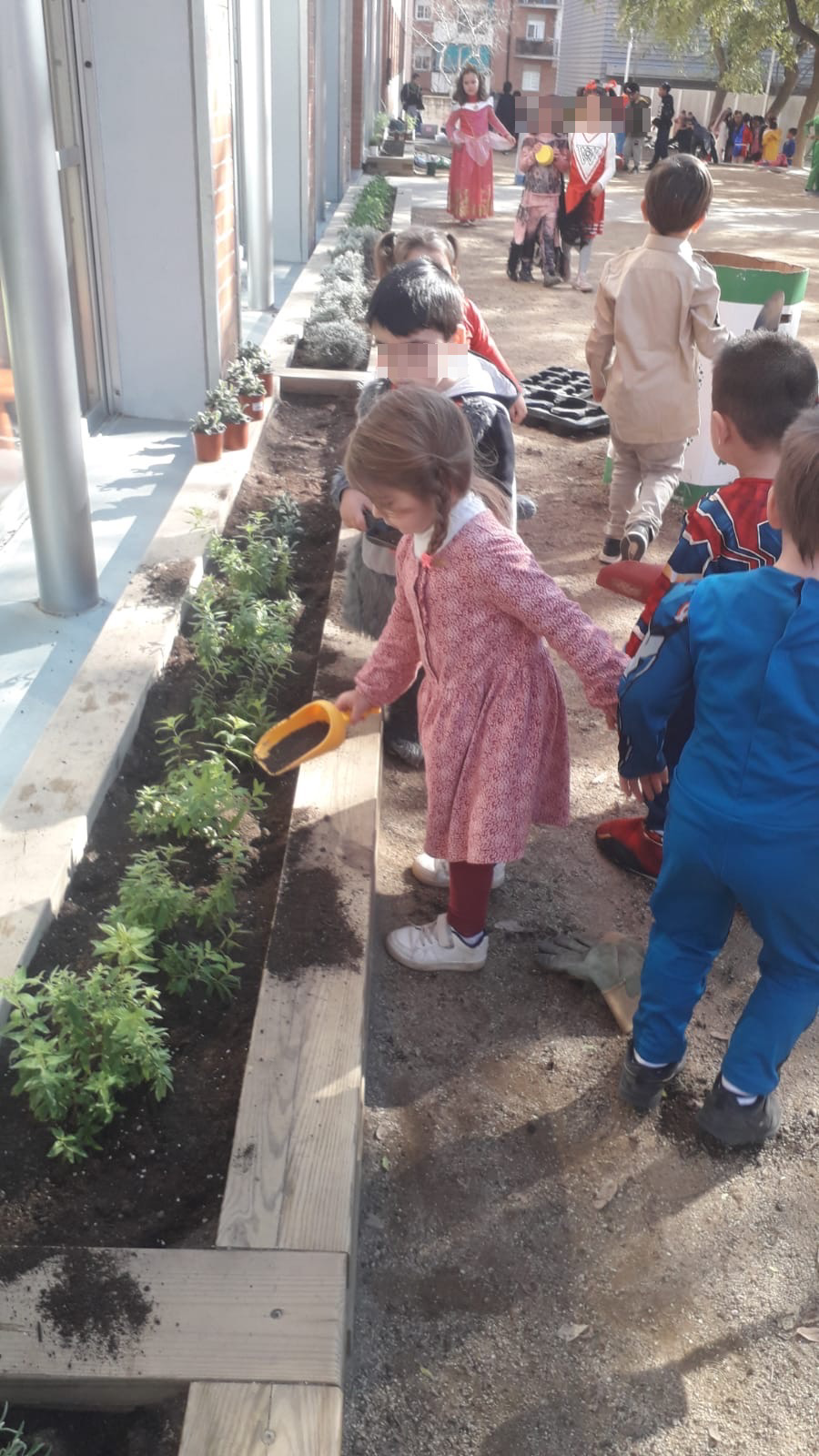 Plantes aromàtiques (10)