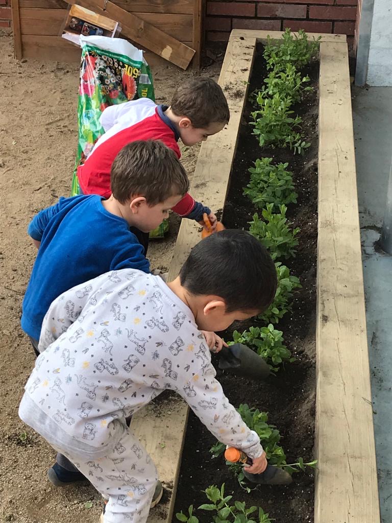 Plantes aromàtiques (11)