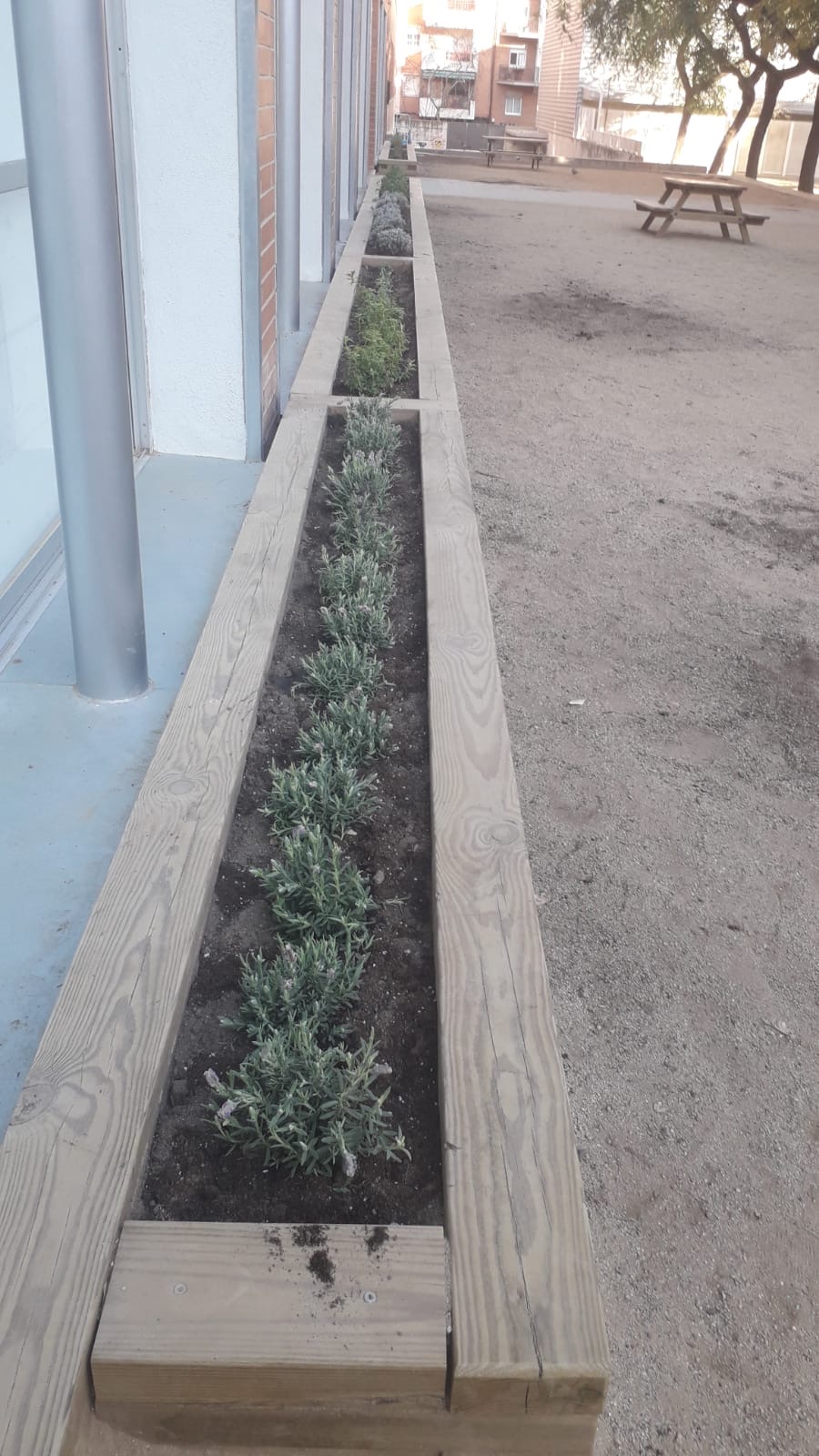 Plantes aromàtiques (12)