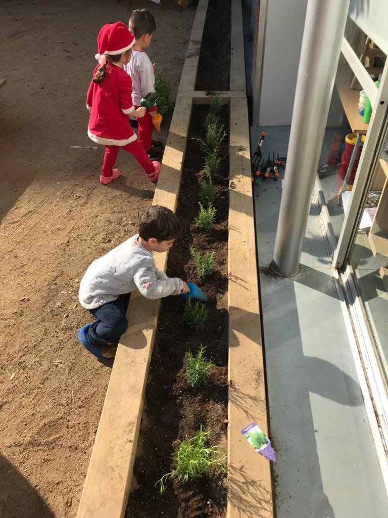 Plantes aromàtiques (13)