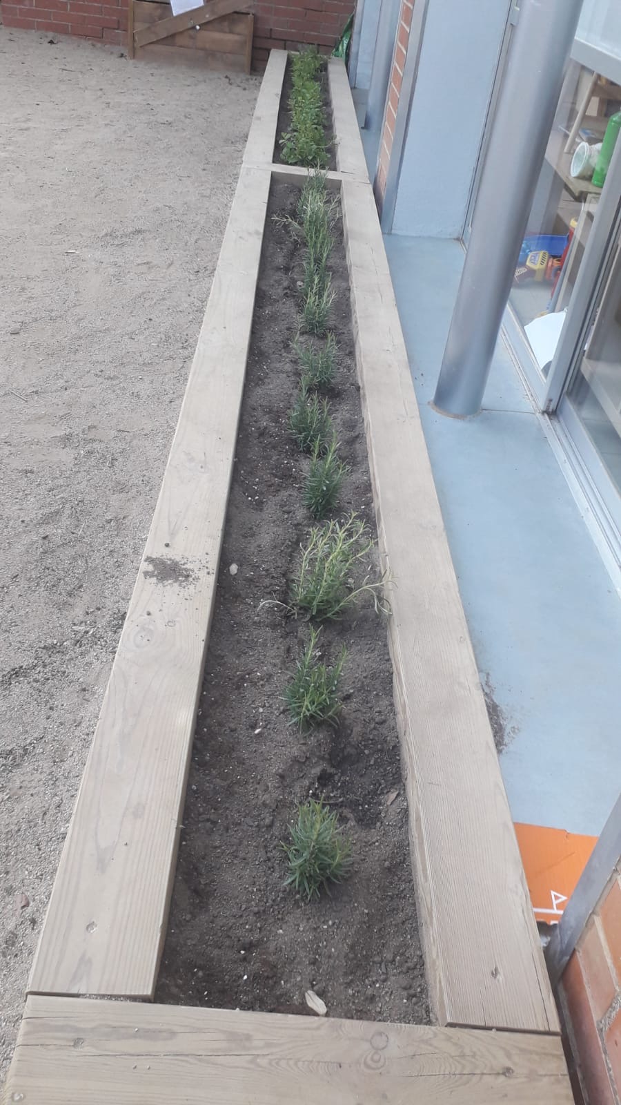 Plantes aromàtiques (2)