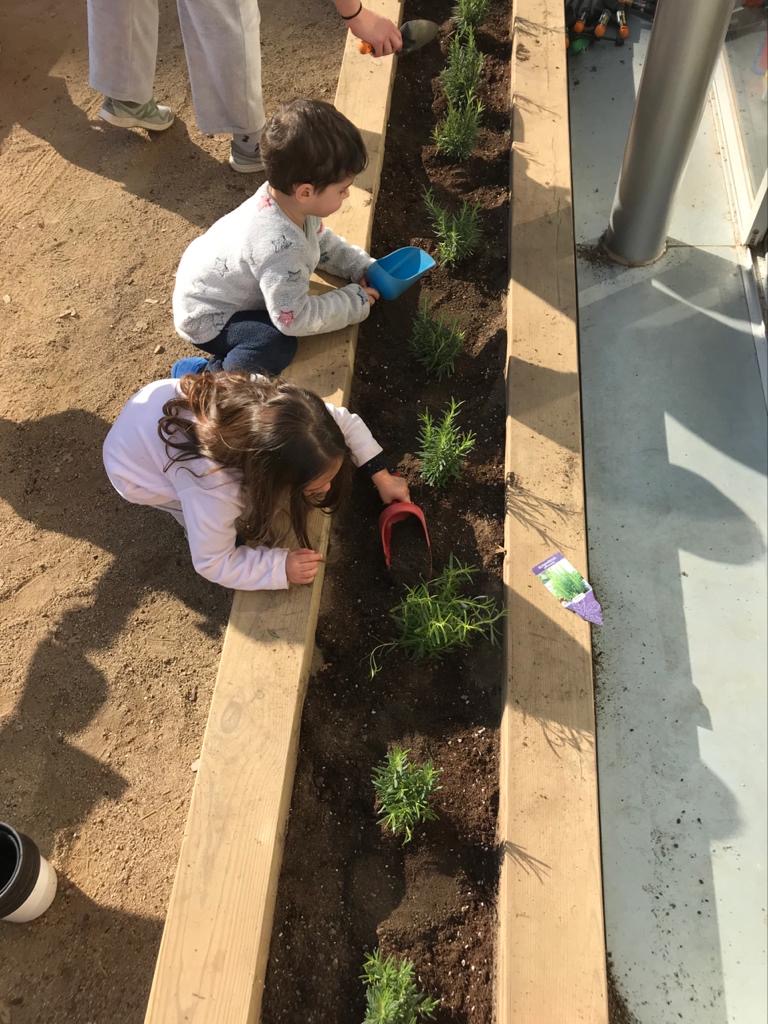 Plantes aromàtiques (4)