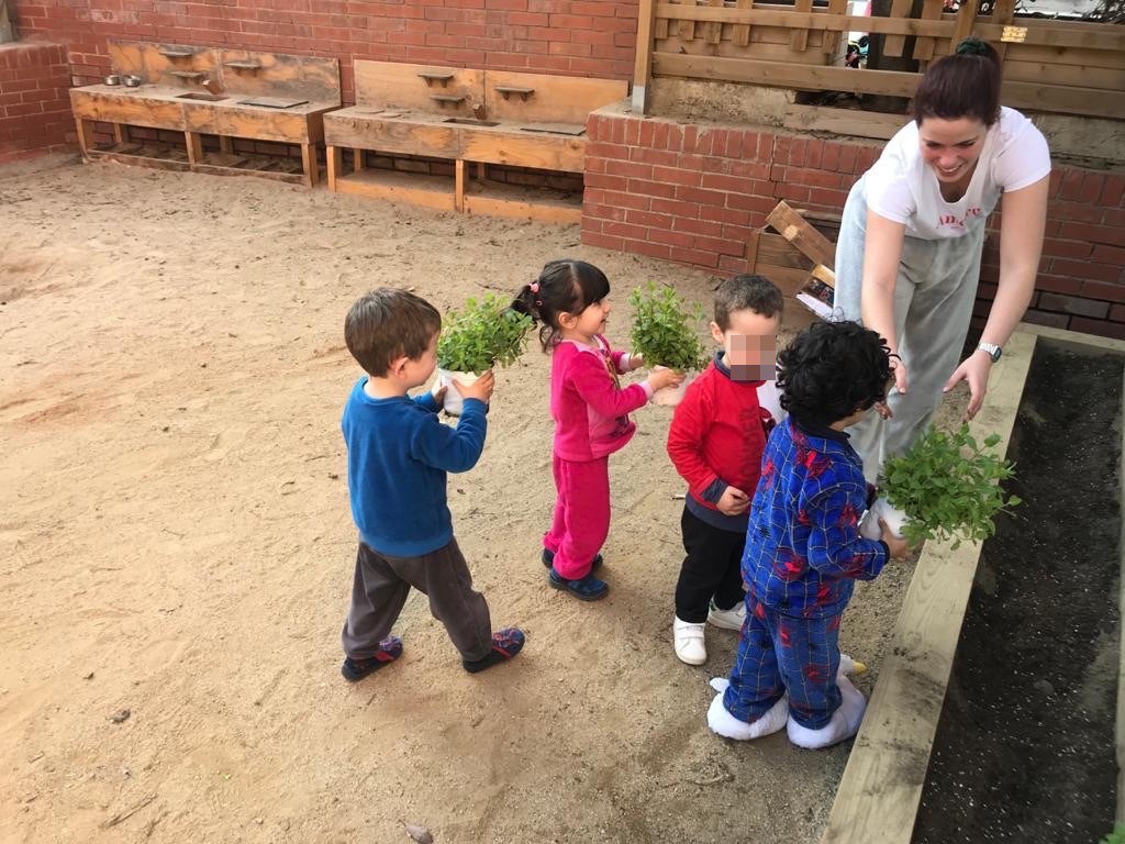 Plantes aromàtiques (4)