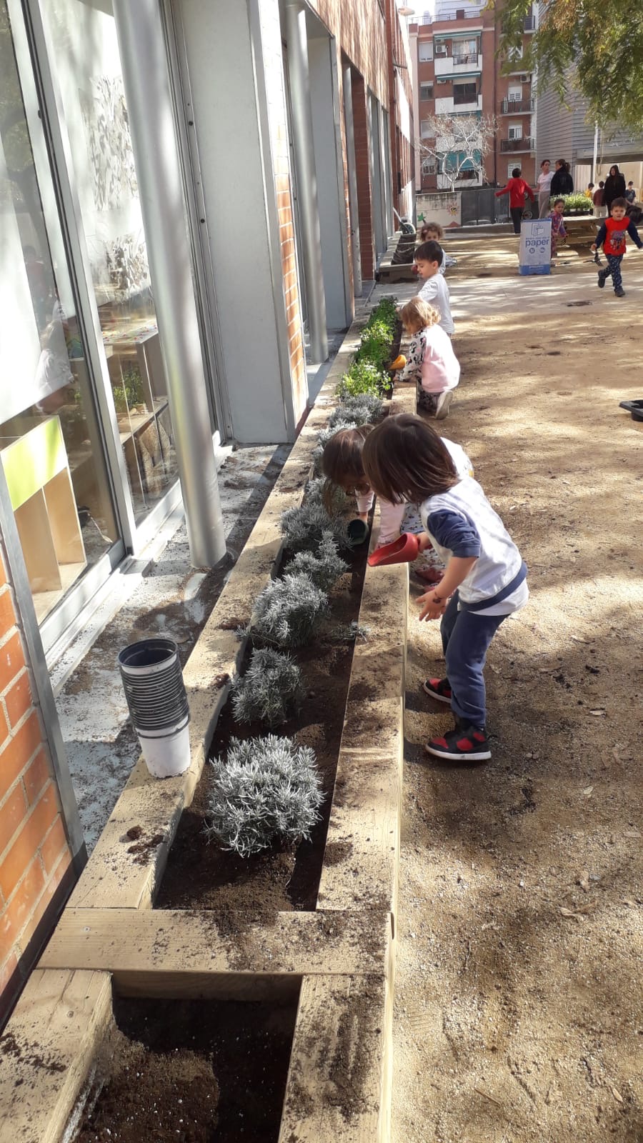 Plantes aromàtiques (5)