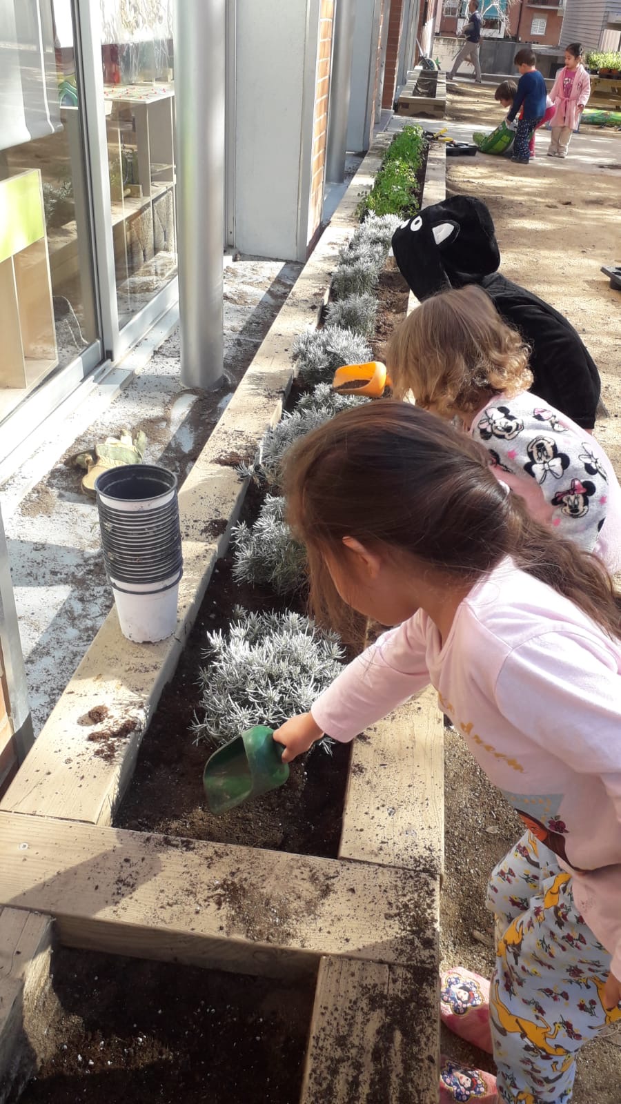 Plantes aromàtiques (6)