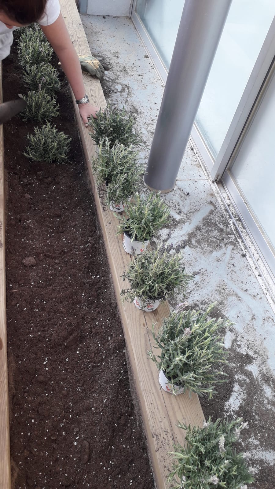 Plantes aromàtiques (7)