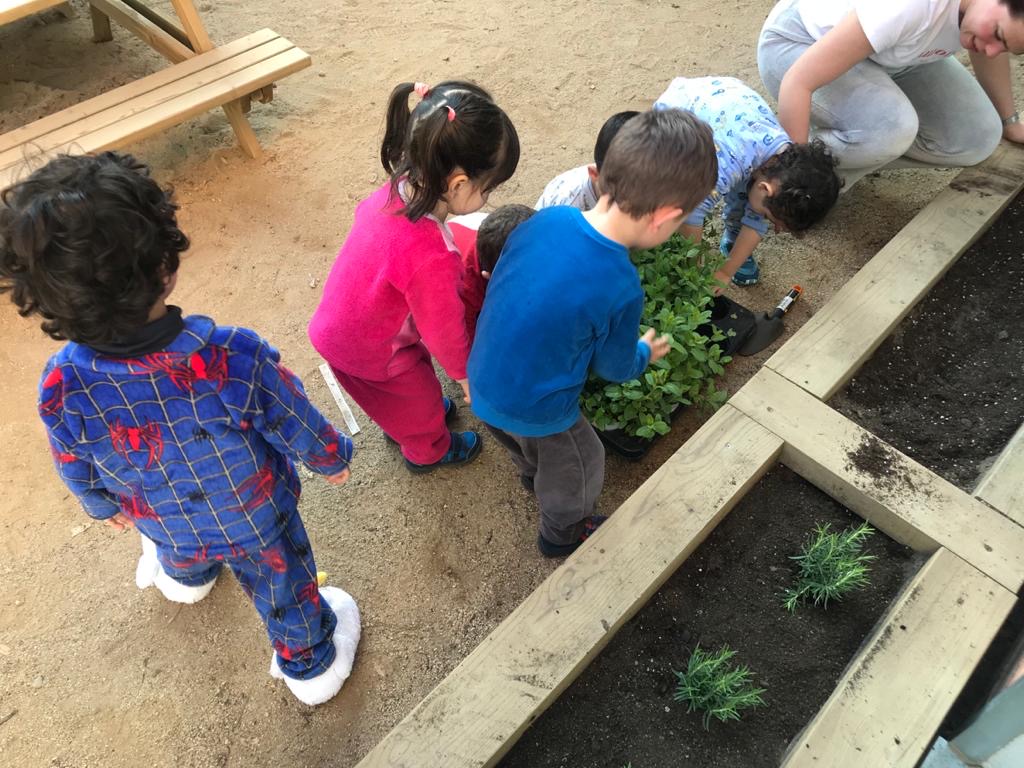 Plantes aromàtiques (8)