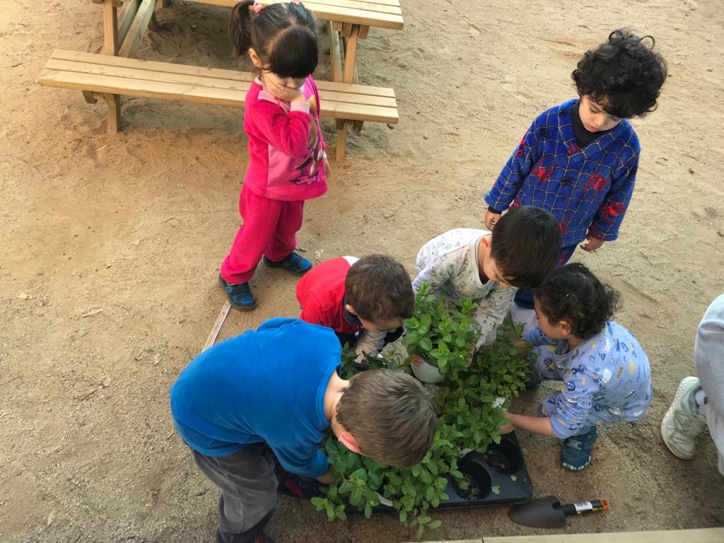 Plantes aromàtiques (9)